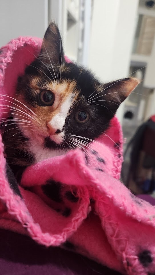 Sriracha, a Adoptable Domestic Short Hair in Colonia, NJ image 4/14