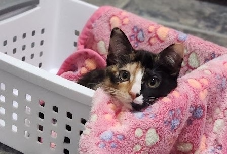 Sriracha, a Adoptable Domestic Short Hair in Colonia, NJ image 5/14