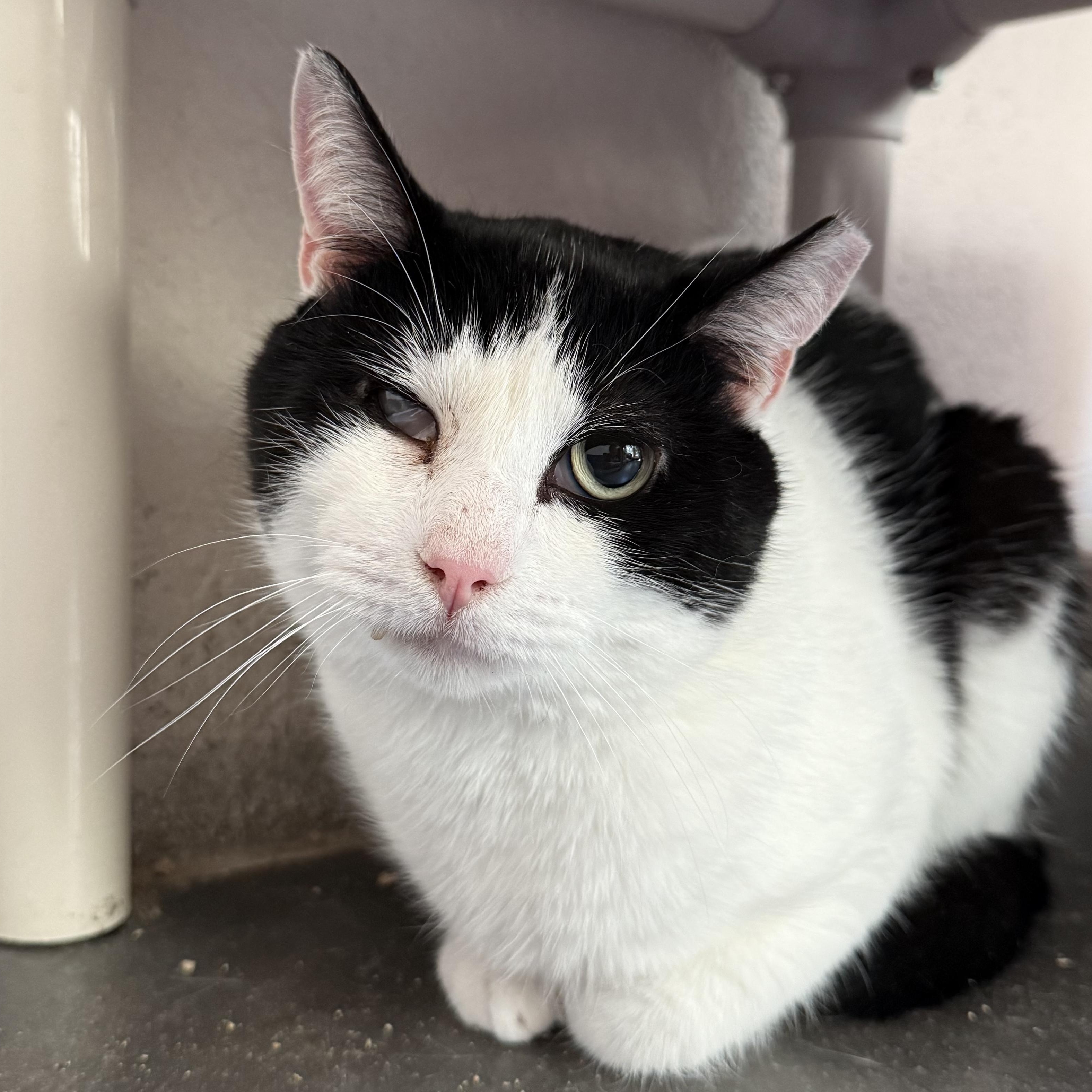 Wally, Adoptable, Senior Male Domestic Short Hair.