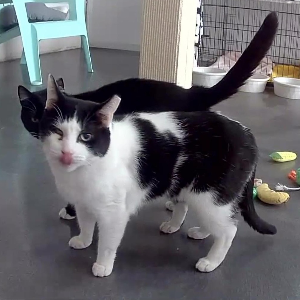 Enlarge Wally, a Adoptable mixed breed in West Milford, NJ image 3/6