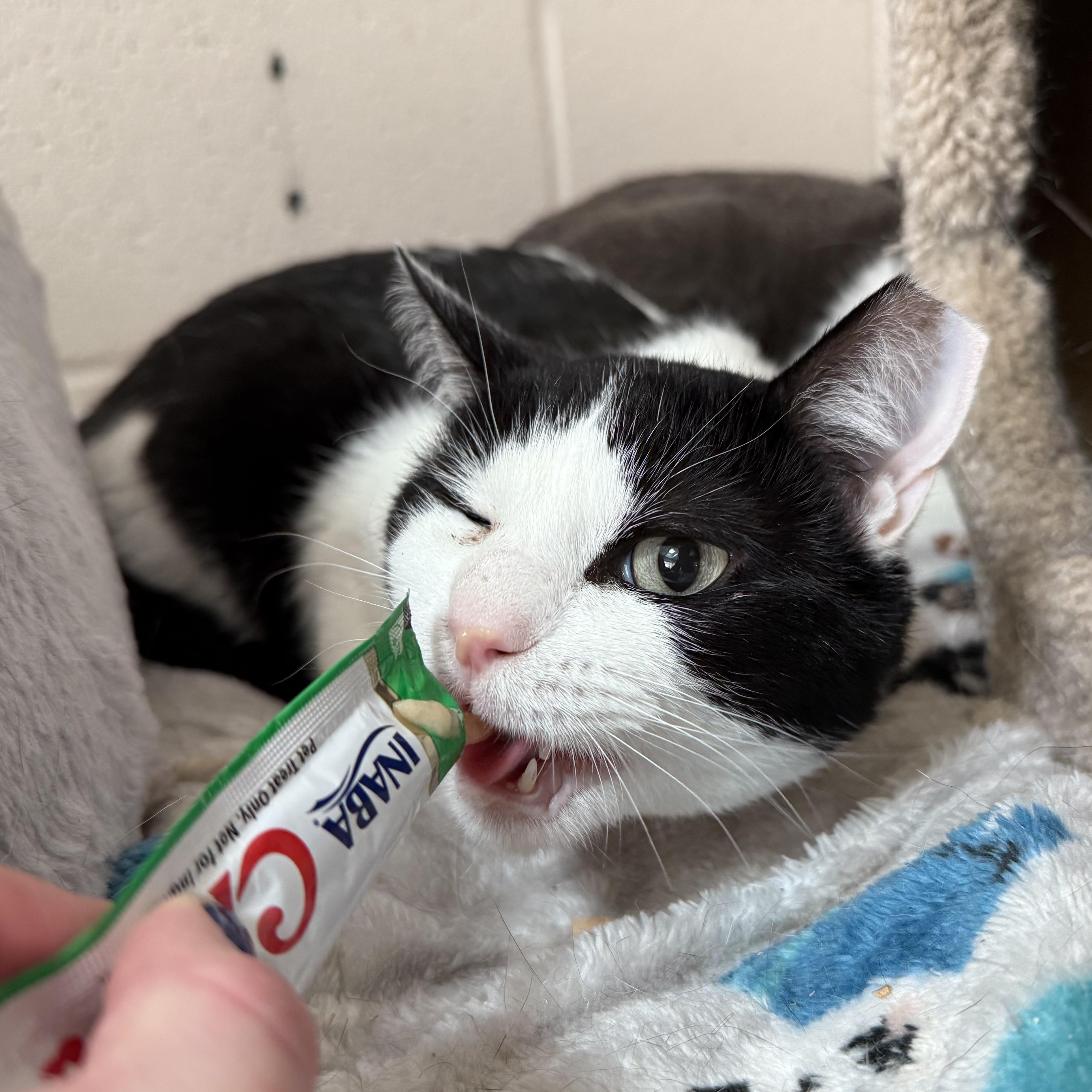 Wally, a Adoptable mixed breed in West Milford, NJ image 3/3