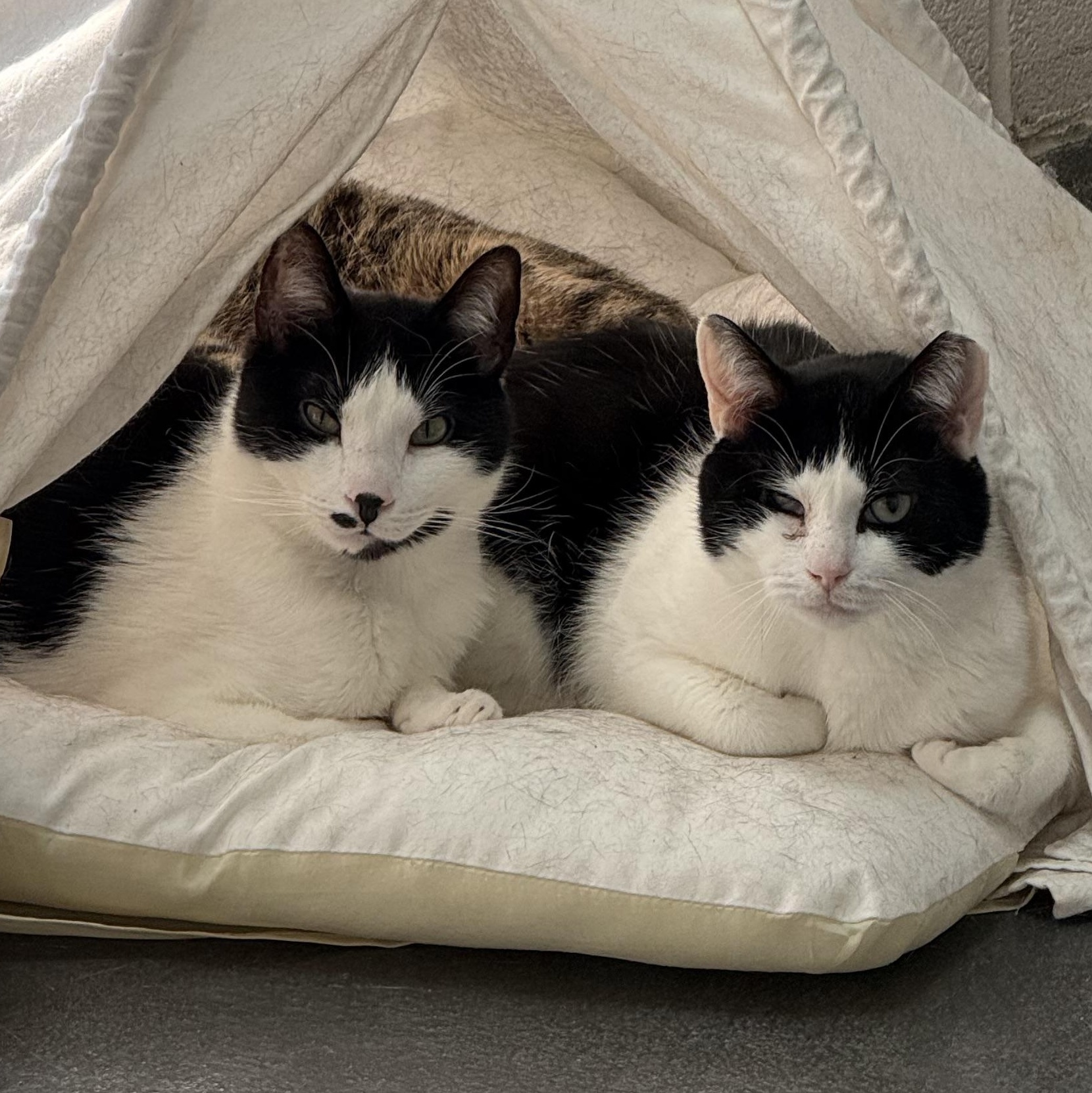 Enlarge Wally, a Adoptable mixed breed in West Milford, NJ image 4/6