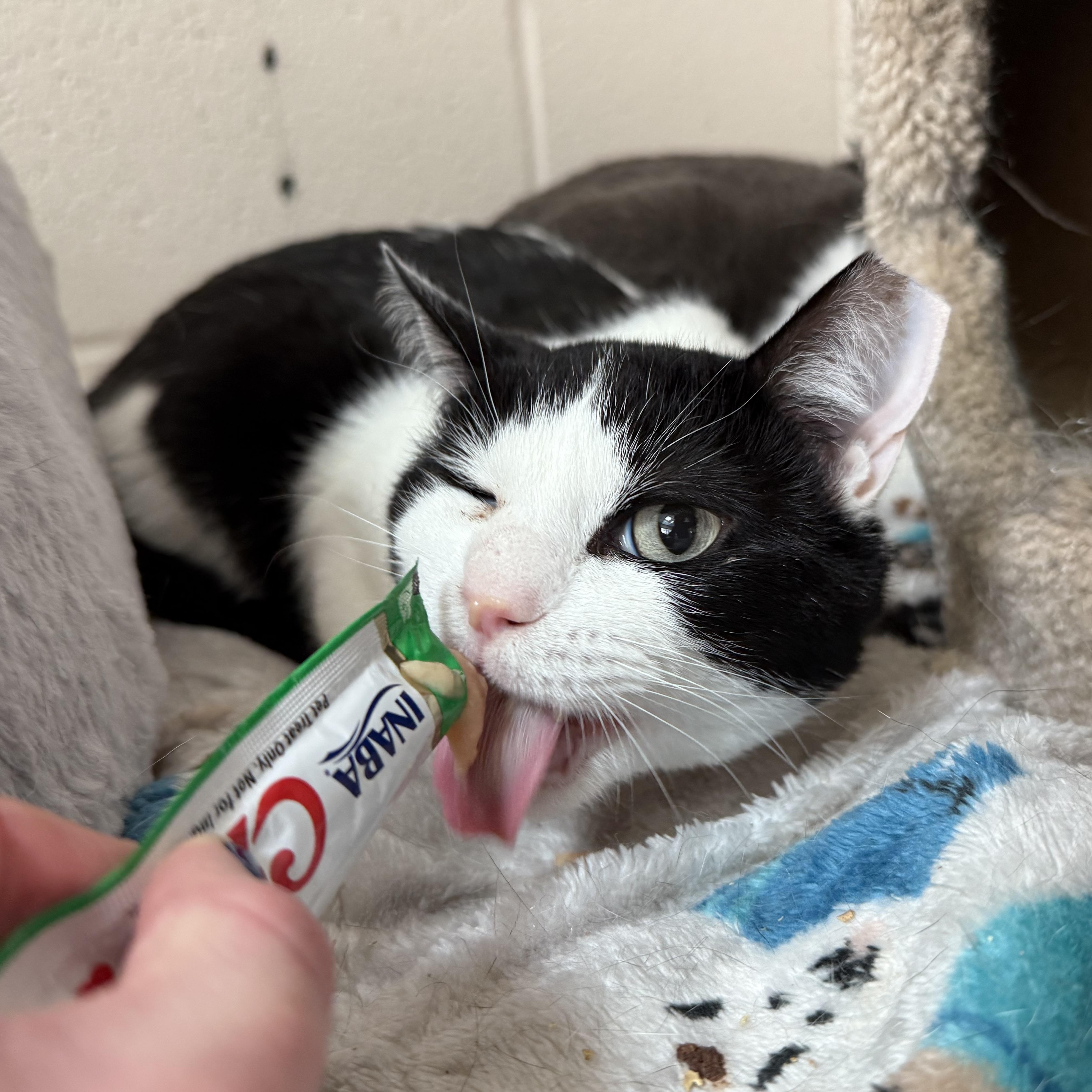 Wally, a Adoptable mixed breed in West Milford, NJ image 2/3