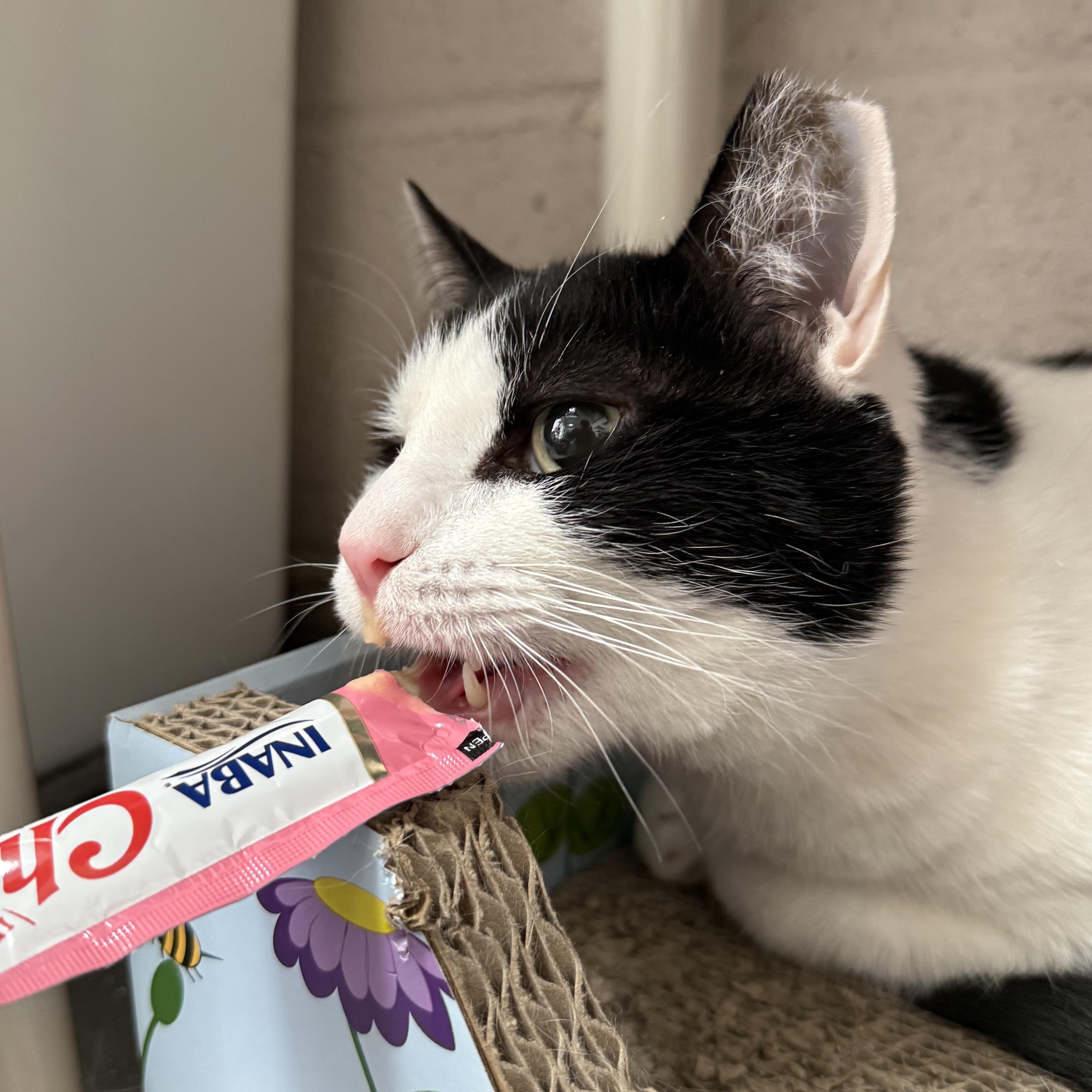 Enlarge Wally, a Adoptable mixed breed in West Milford, NJ image 5/6