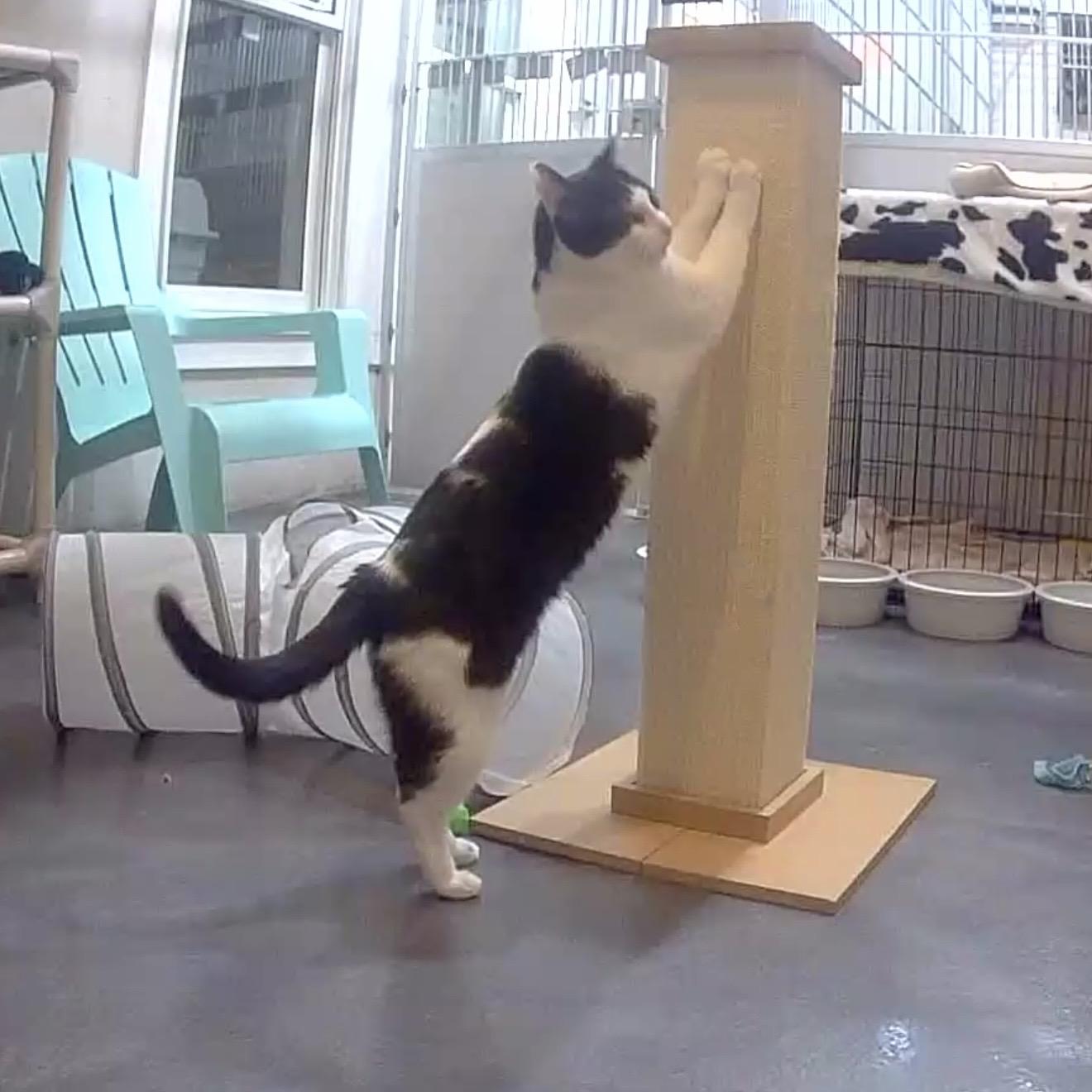 Enlarge Wally, a Adoptable mixed breed in West Milford, NJ image 6/6