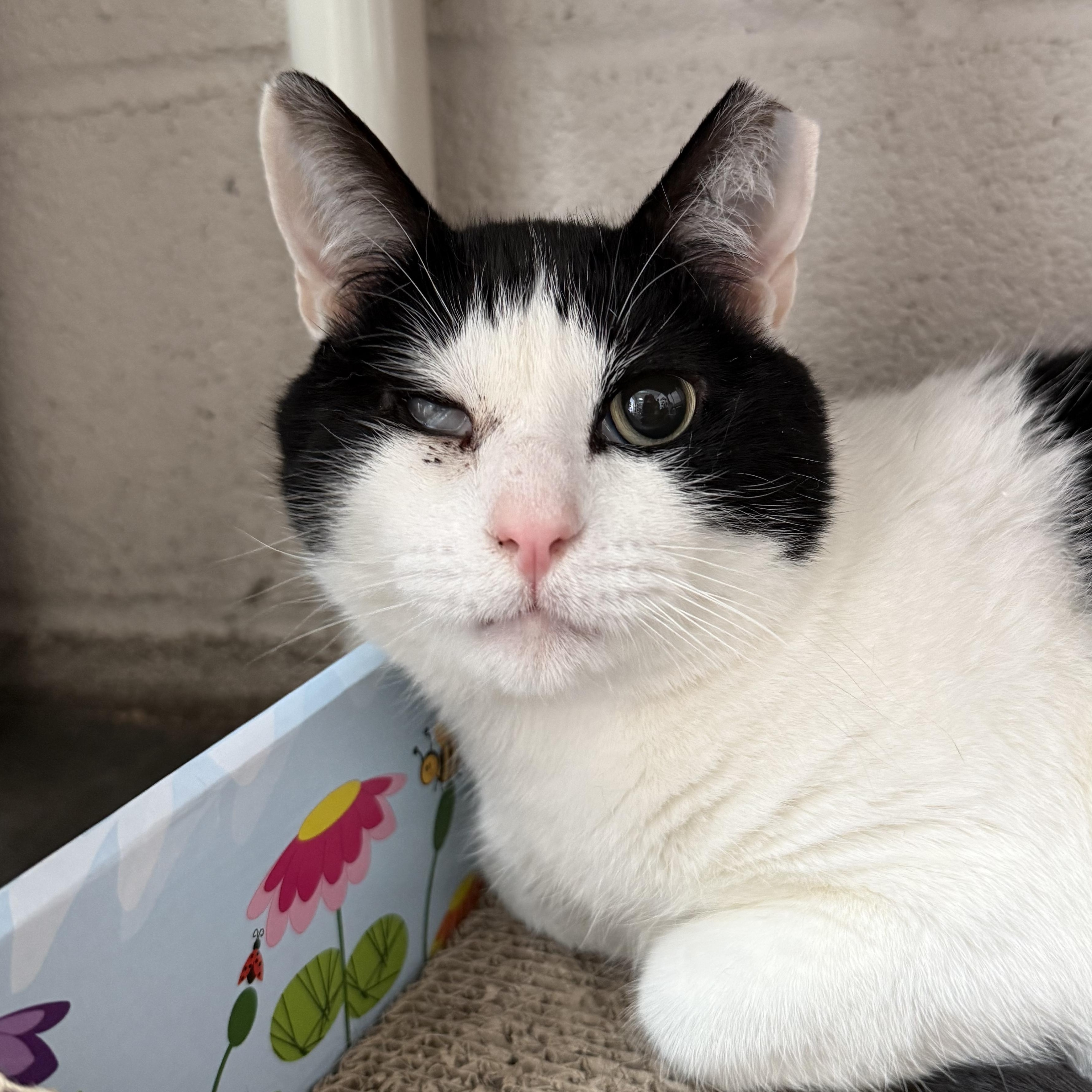 Enlarge Wally, a Adoptable mixed breed in West Milford, NJ image 1/6