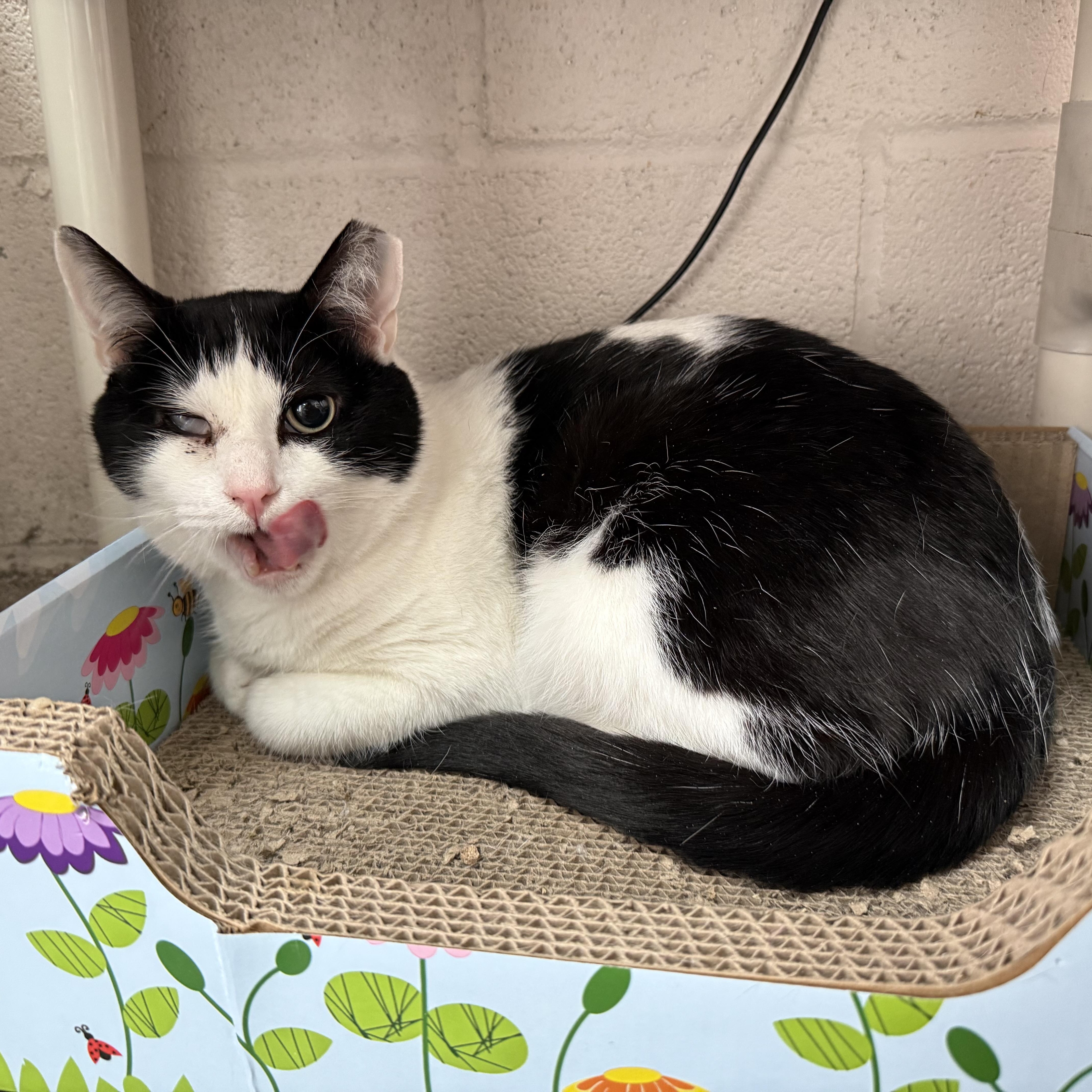 Enlarge Wally, a Adoptable mixed breed in West Milford, NJ image 2/6