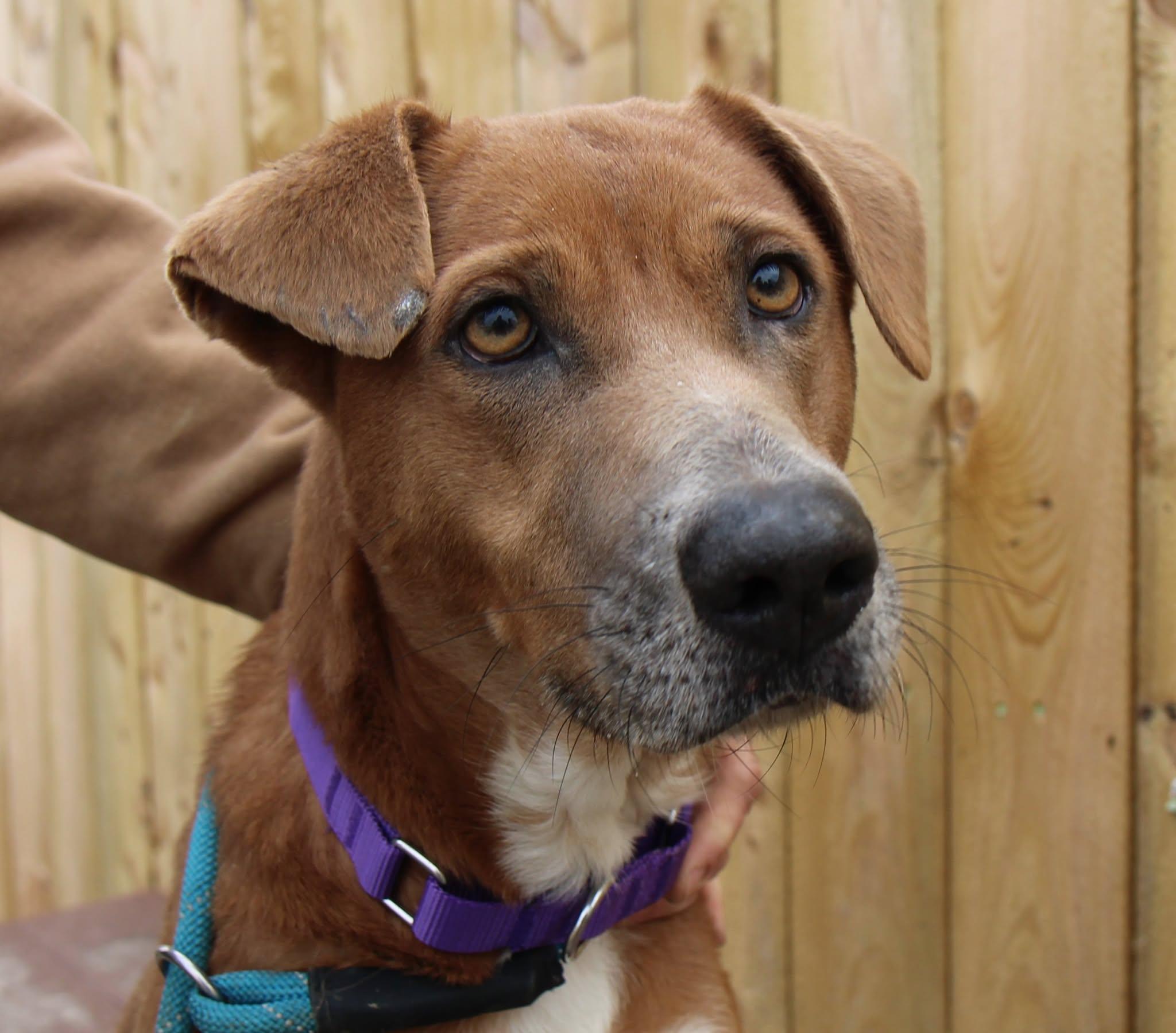 Enlarge Caramel, a Adoptable mixed breed in Plain City, OH image 1/6