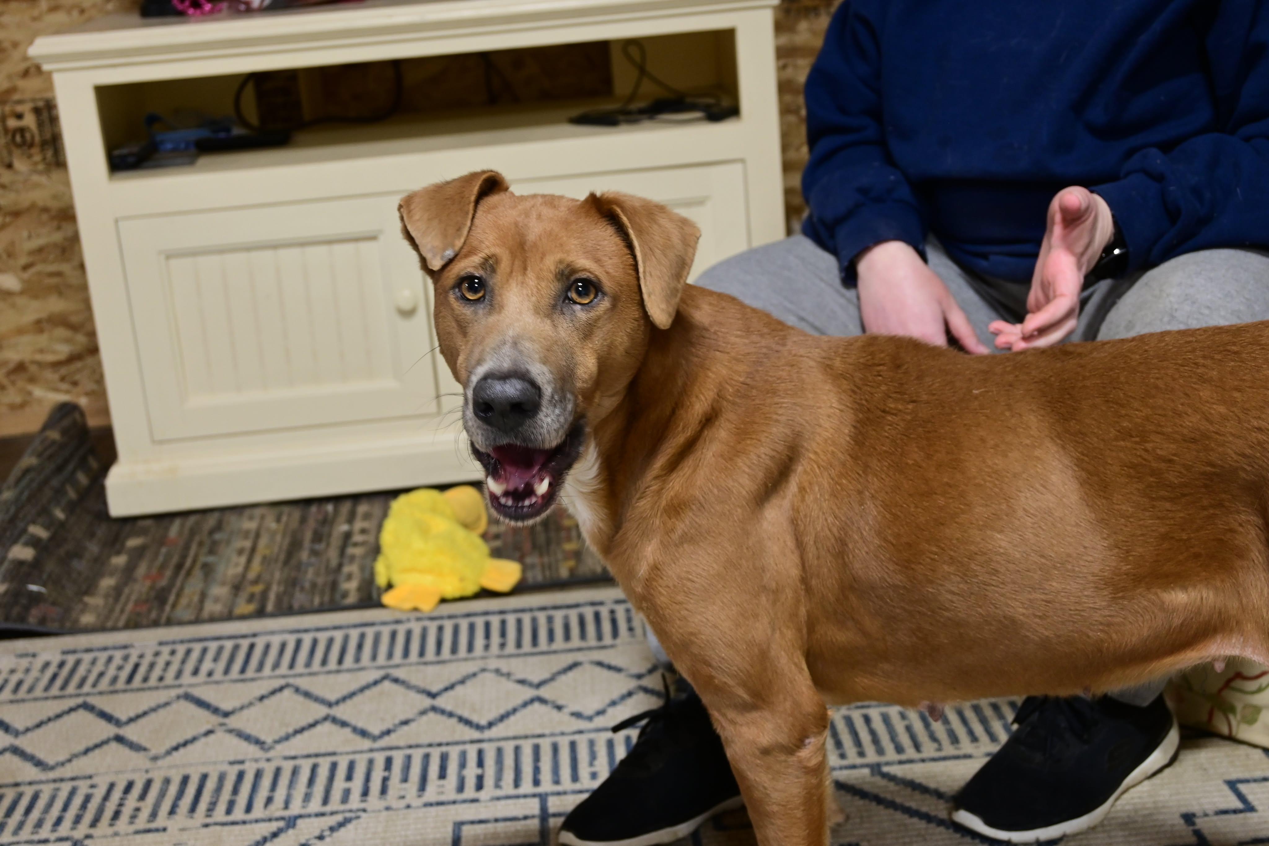 Enlarge Caramel, a Adoptable mixed breed in Plain City, OH image 2/6