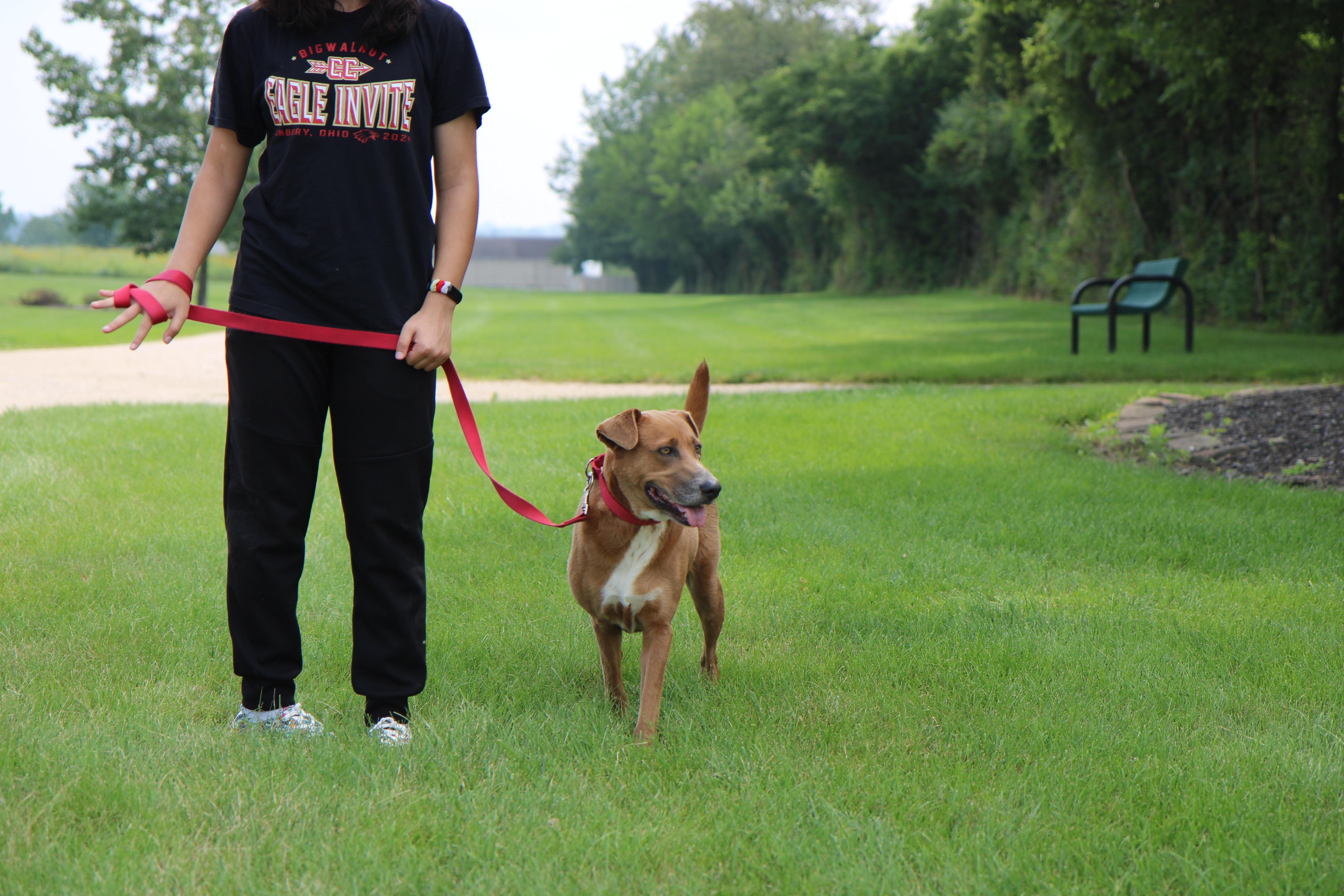 Caramel, a Adoptable mixed breed in Plain City, OH image 3/6