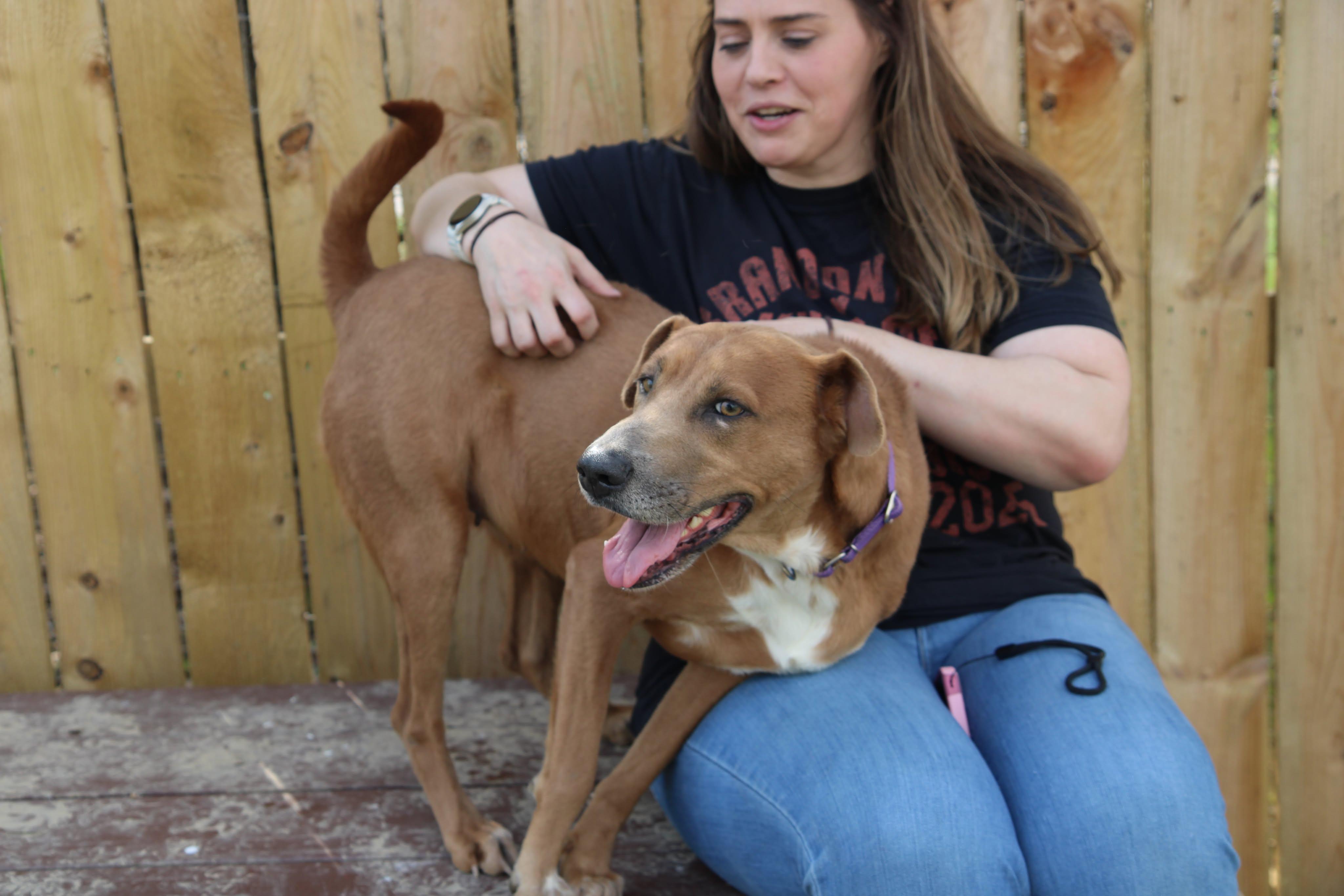 Enlarge Caramel, a Adoptable mixed breed in Plain City, OH image 3/6