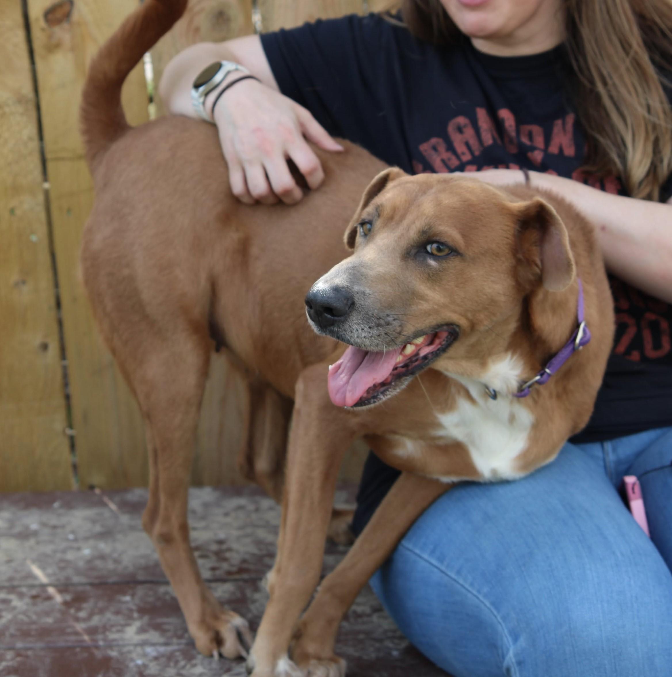 Caramel, a Adoptable mixed breed in Plain City, OH image 3/6