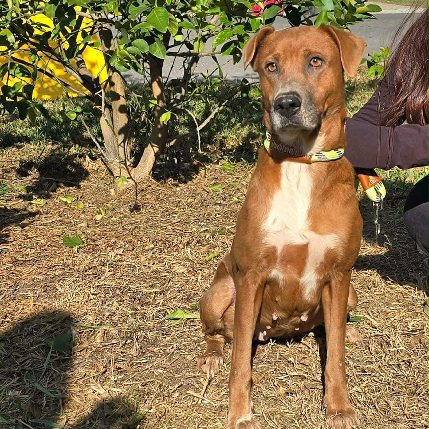 Enlarge Caramel, a Adoptable mixed breed in Plain City, OH image 4/6