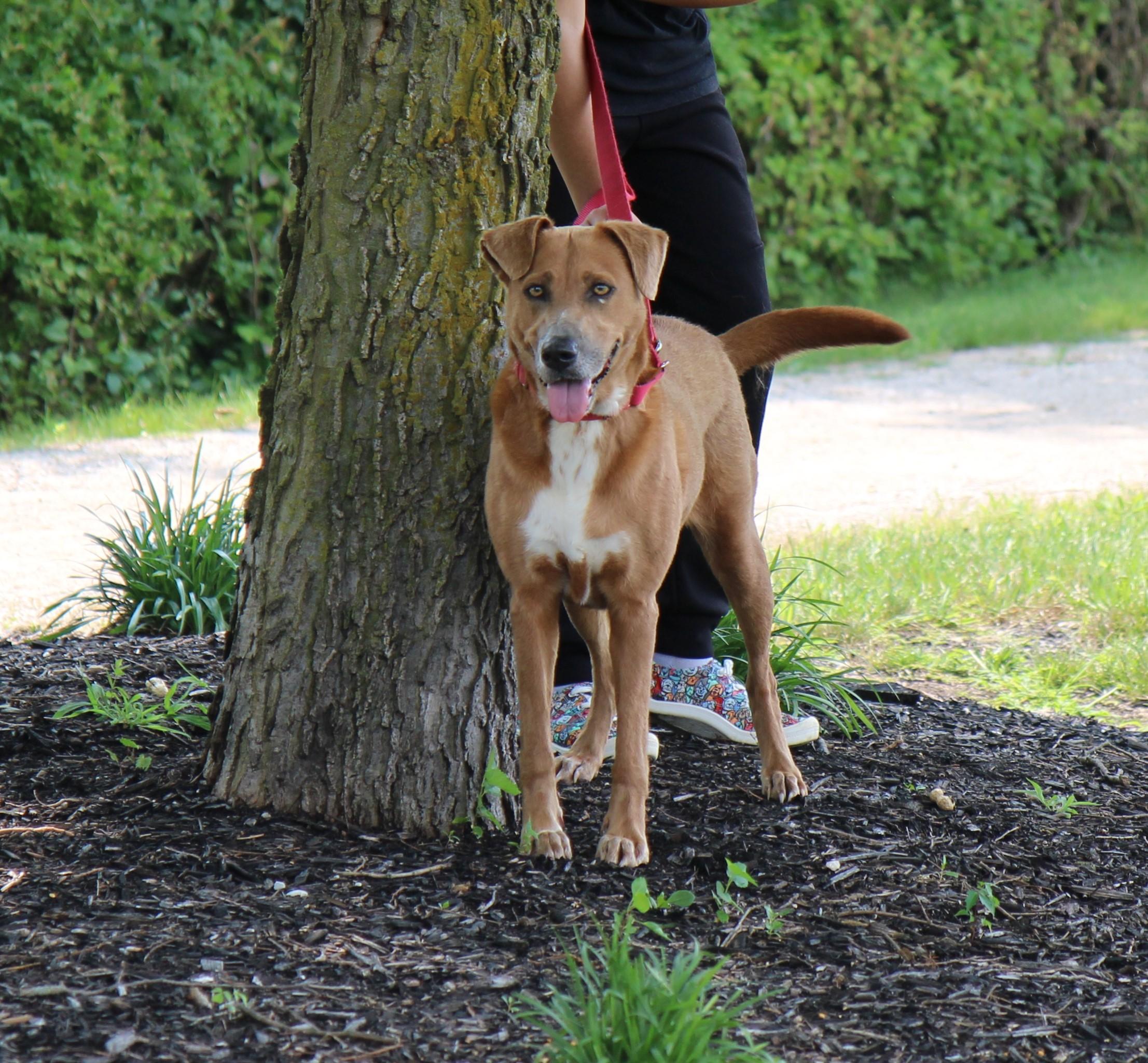 Caramel, a Adoptable mixed breed in Plain City, OH image 5/6