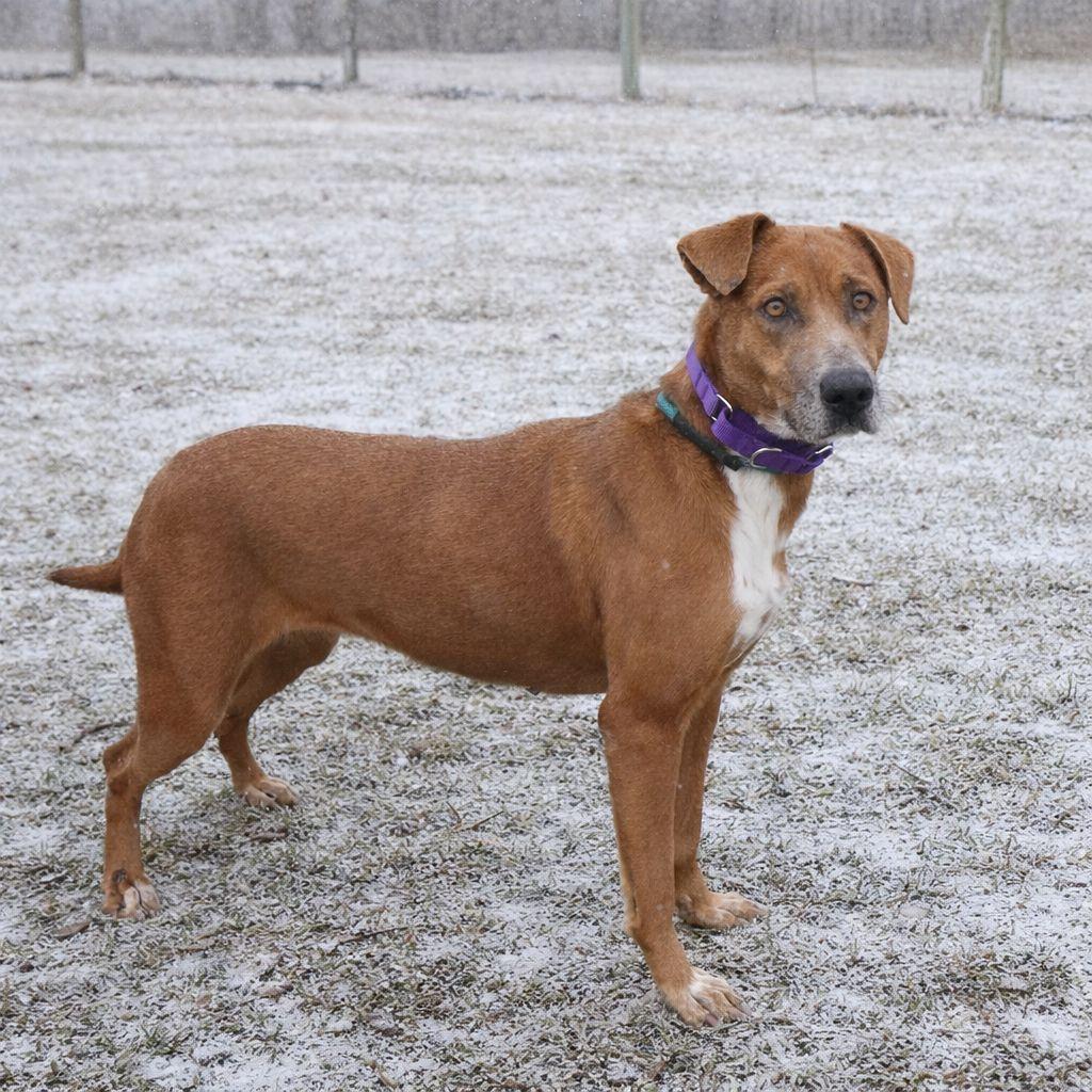 Enlarge Caramel, a Adoptable mixed breed in Plain City, OH image 5/6