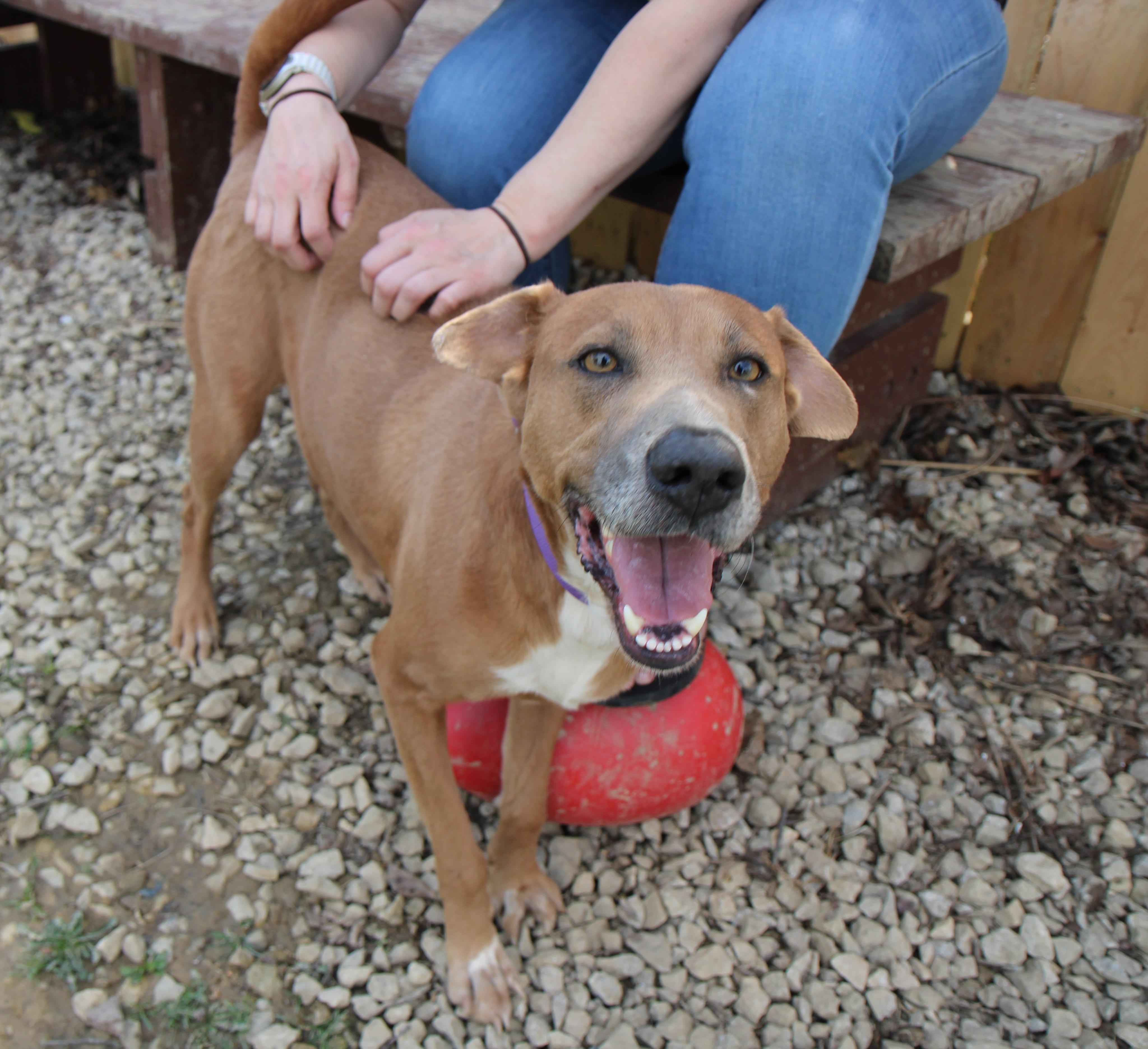 Enlarge Caramel, a Adoptable mixed breed in Plain City, OH image 6/6