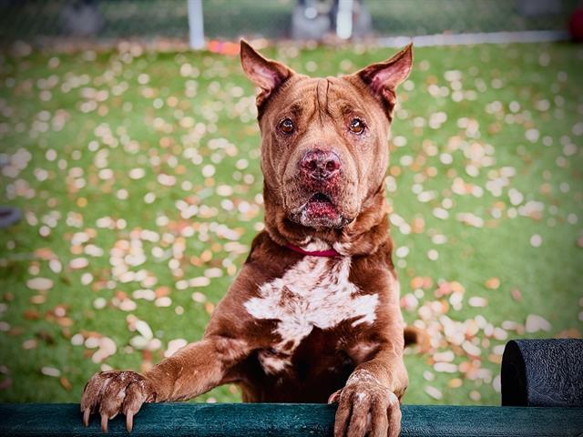 NICKY, Adoptable, Senior Female Shar-Pei & Mixed Breed.