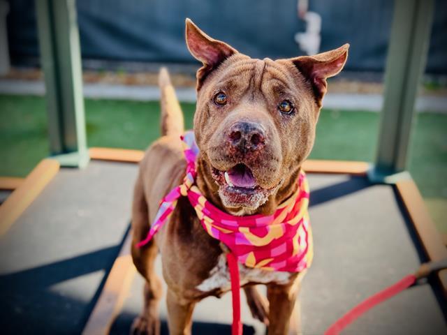 NICKY, Adoptable, Senior Female Shar-Pei & Mixed Breed.