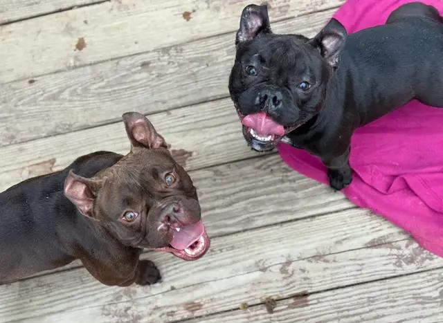 Reno, ADOPTABLE, Young Female American Bully & French Bulldog.