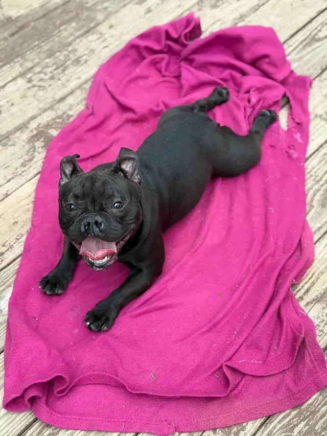 Enlarge Reno, a ADOPTABLE mixed breed in Stahlstown, PA image 2/4