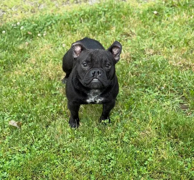 Enlarge Reno, a ADOPTABLE mixed breed in Stahlstown, PA image 4/4