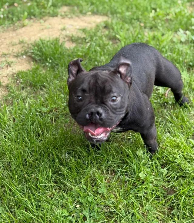 Enlarge Reno, a ADOPTABLE mixed breed in Stahlstown, PA image 3/4