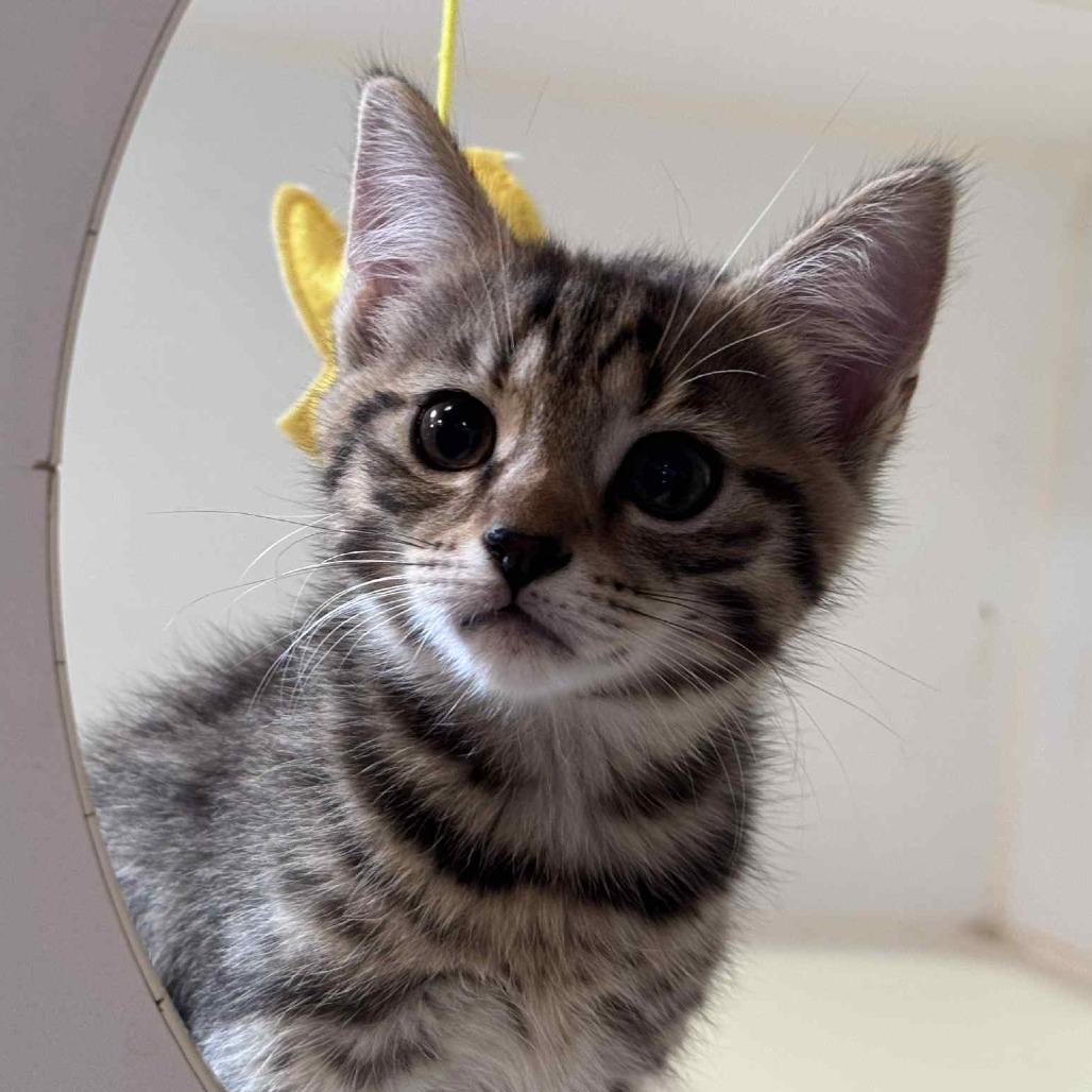 Mira, Adoptable, Kitten Female Domestic Short Hair.