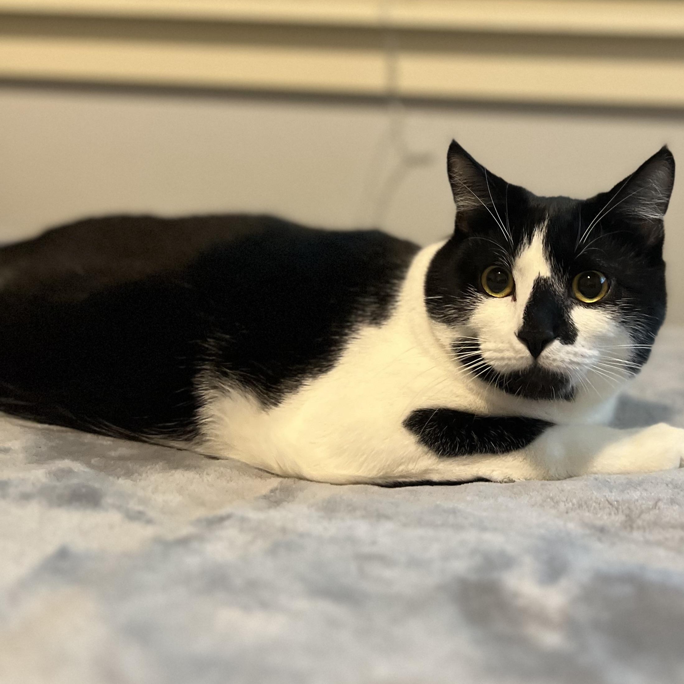 Binx, an adoptable Tuxedo in Hillsboro, OR, 97006 | Photo Image 3