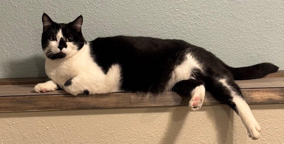 Binx, an adoptable Tuxedo in Hillsboro, OR, 97006 | Photo Image 5