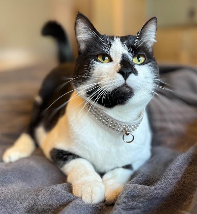 Binx, an adoptable Tuxedo in Hillsboro, OR, 97006 | Photo Image 1