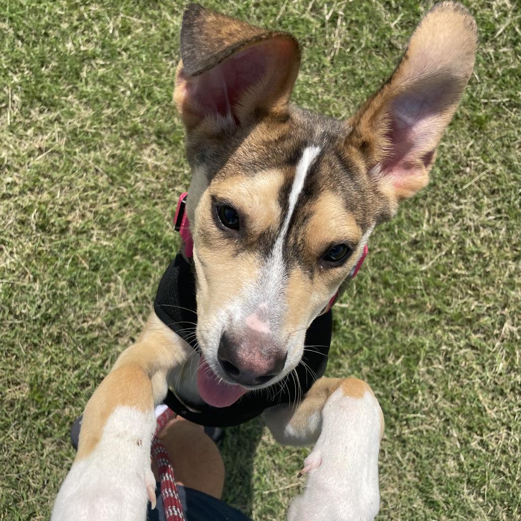 Mario, a Adoptable mixed breed in Tulsa, OK image 1/6