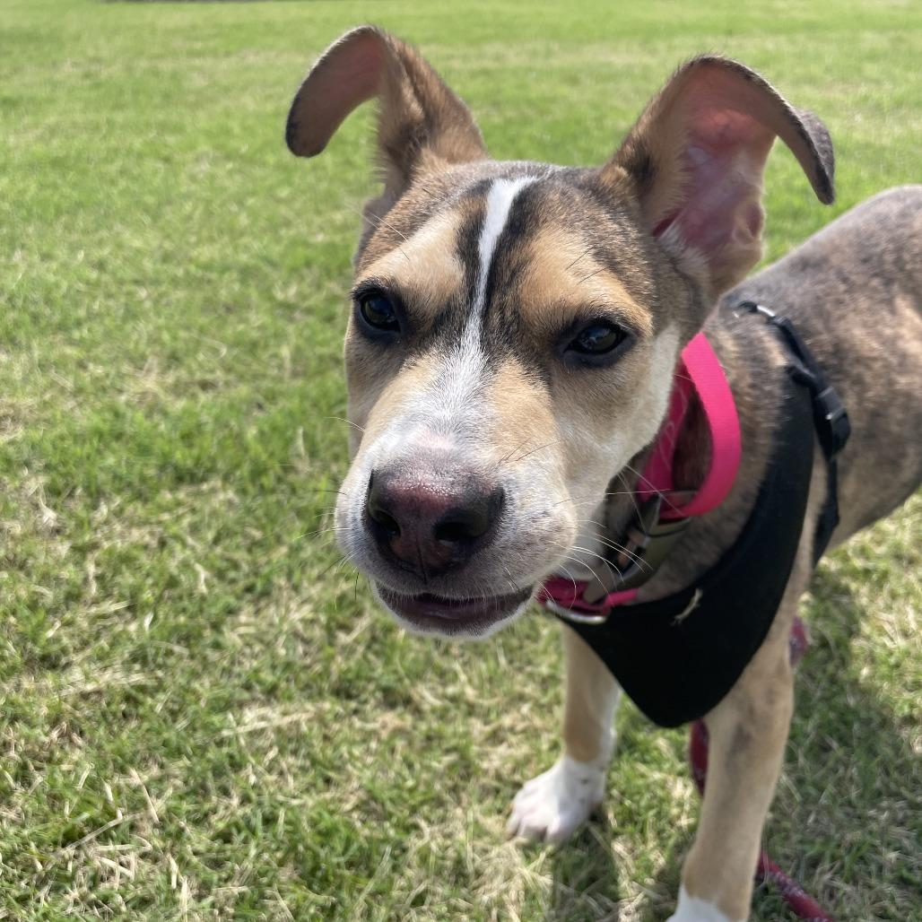 Mario, a Adoptable mixed breed in Tulsa, OK image 2/6