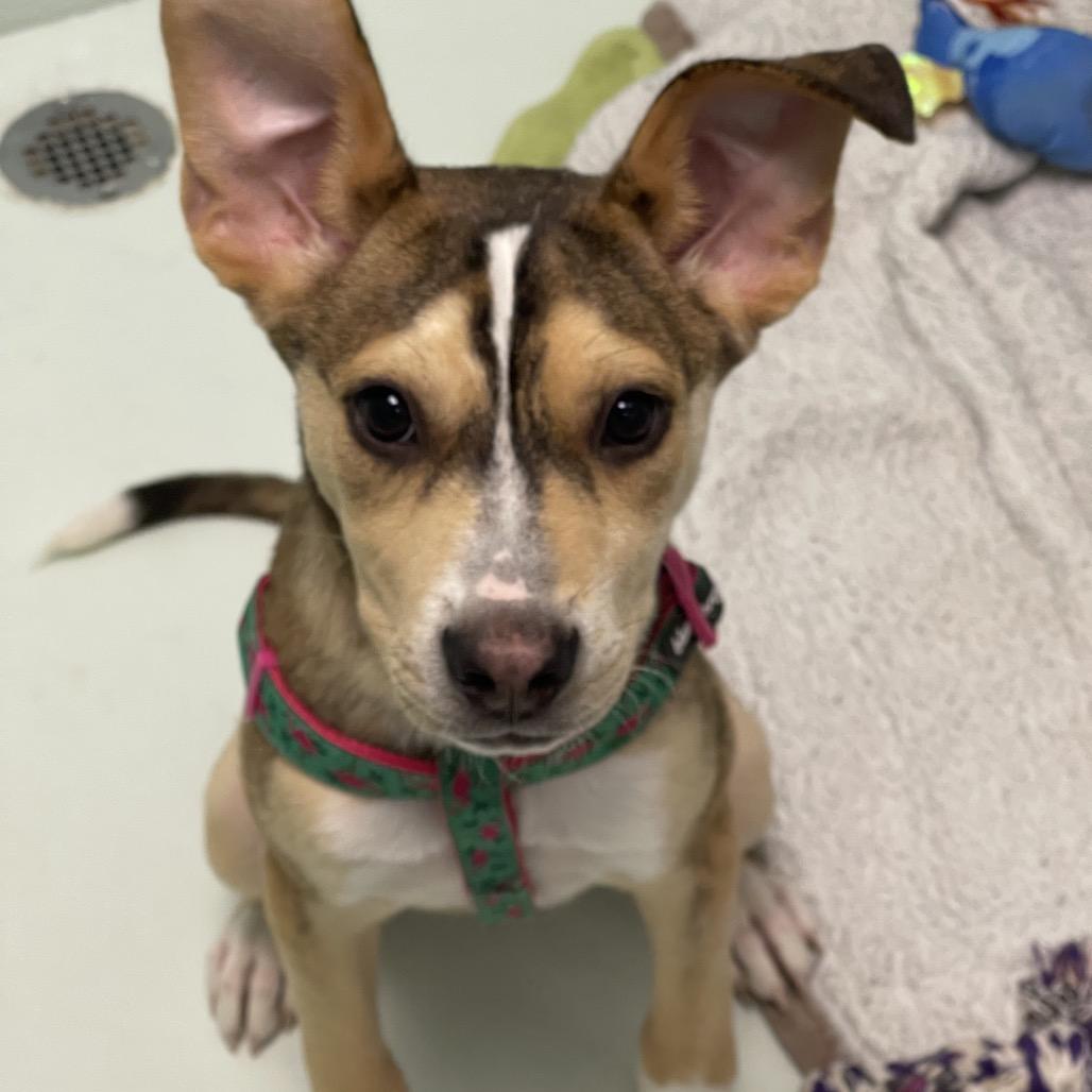 Mario, a Adoptable mixed breed in Tulsa, OK image 3/6