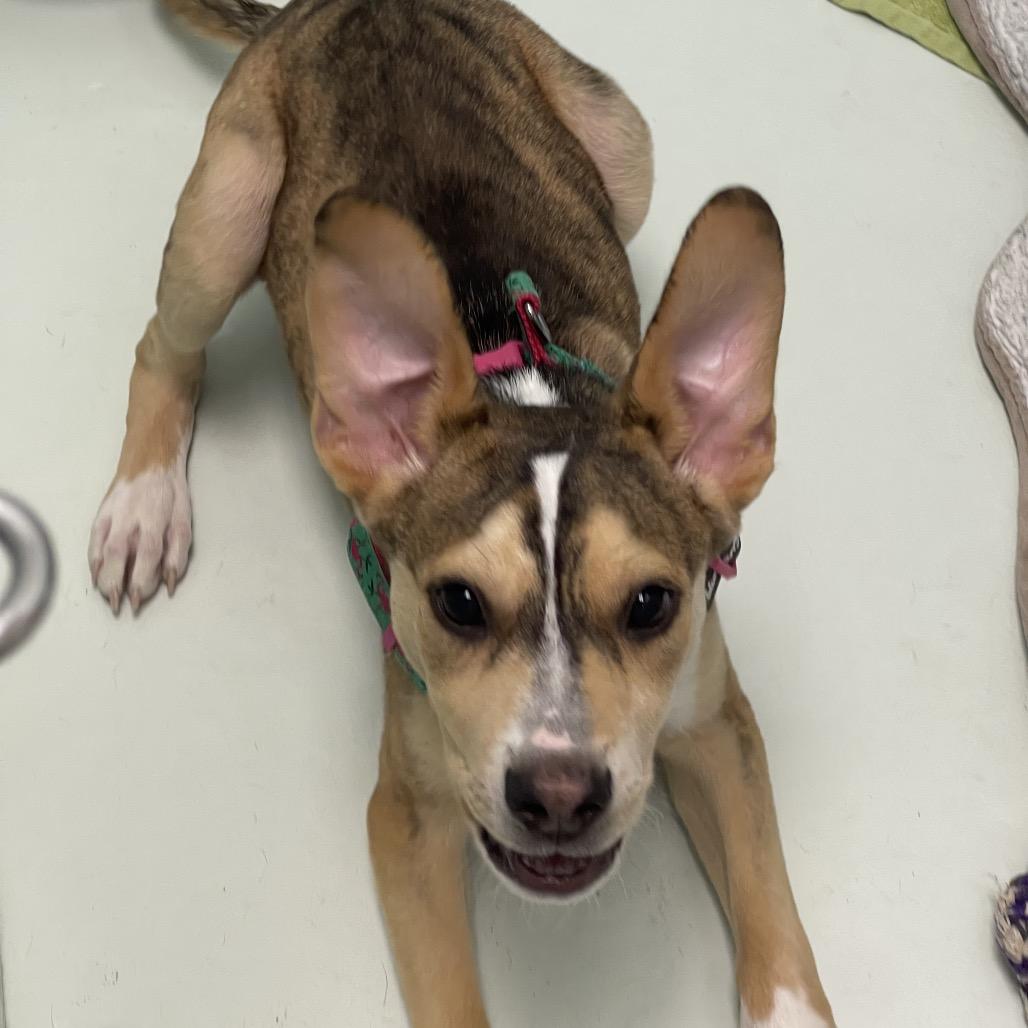 Mario, a Adoptable mixed breed in Tulsa, OK image 4/6