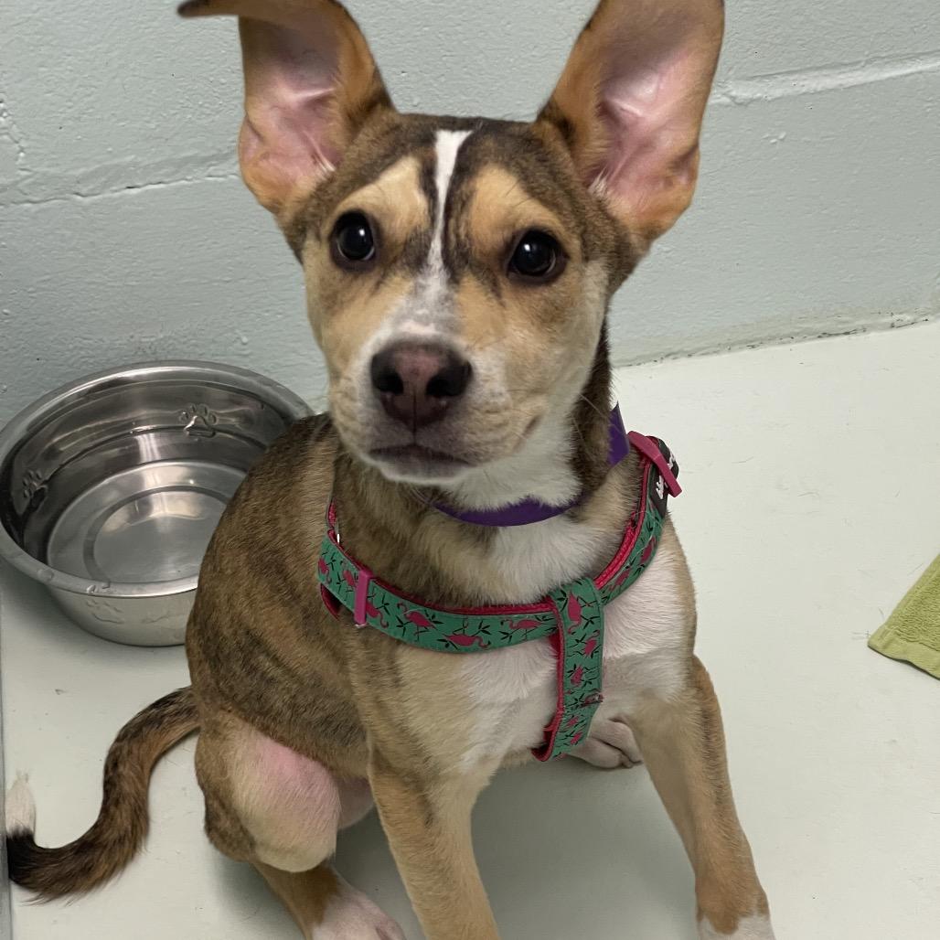 Mario, a Adoptable mixed breed in Tulsa, OK image 5/6