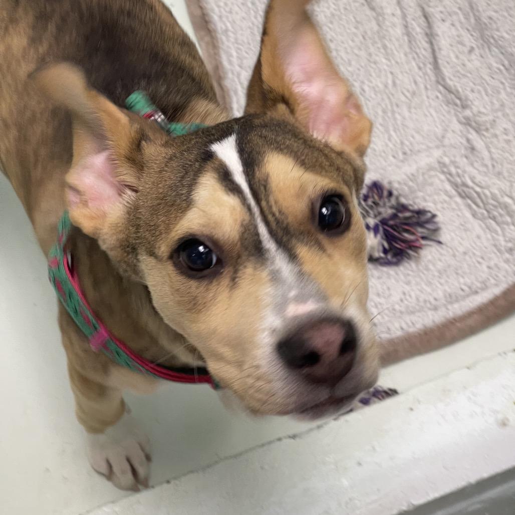 Mario, a Adoptable mixed breed in Tulsa, OK image 6/6