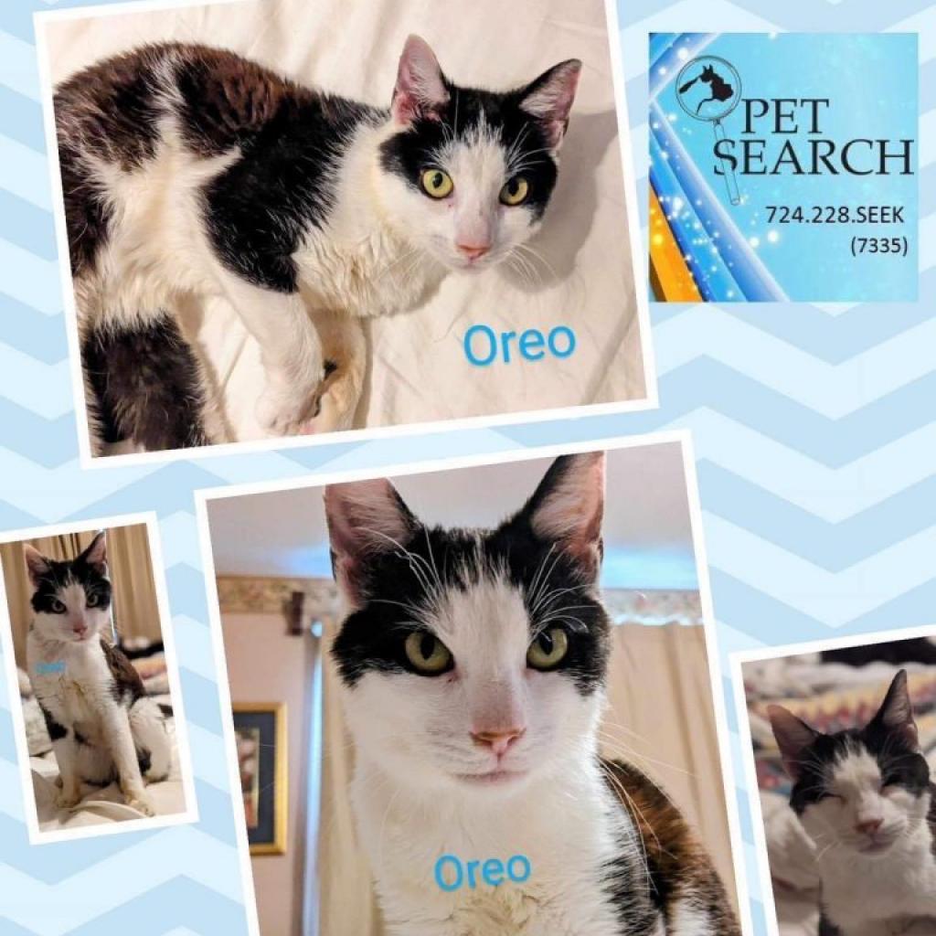 Enlarge Oreo, a Adoptable Domestic Short Hair in Washington, PA image 1/2