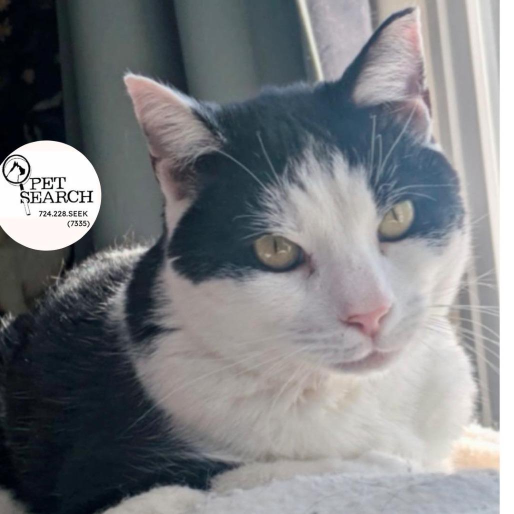 Enlarge Oreo, a Adoptable Domestic Short Hair in Washington, PA image 2/2