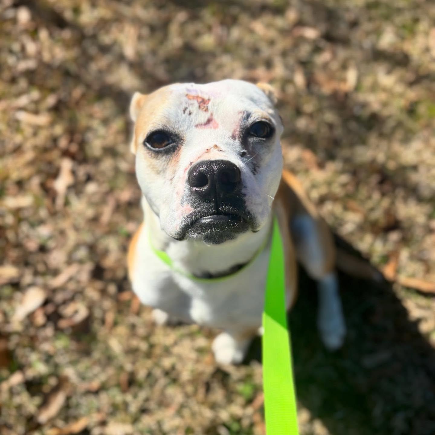 Enlarge Beacon , an adopted mixed breed in St Marys, OH image 5/5