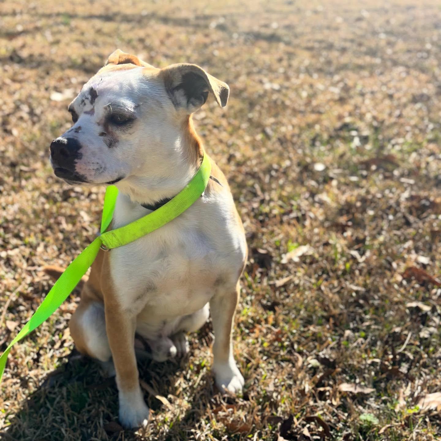 Enlarge Beacon , an adopted mixed breed in St Marys, OH image 3/5