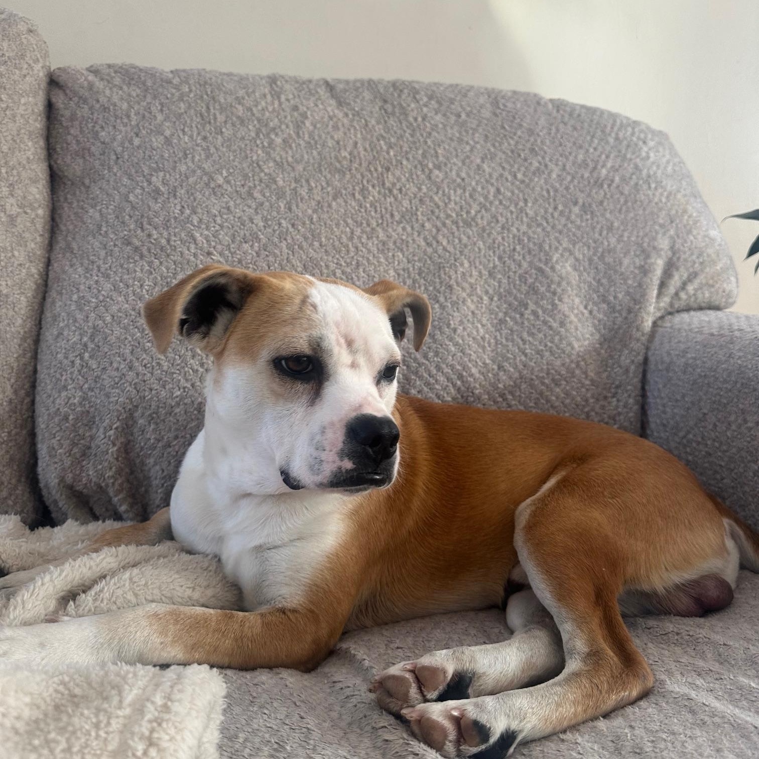 Enlarge Beacon , an adopted mixed breed in St Marys, OH image 2/5