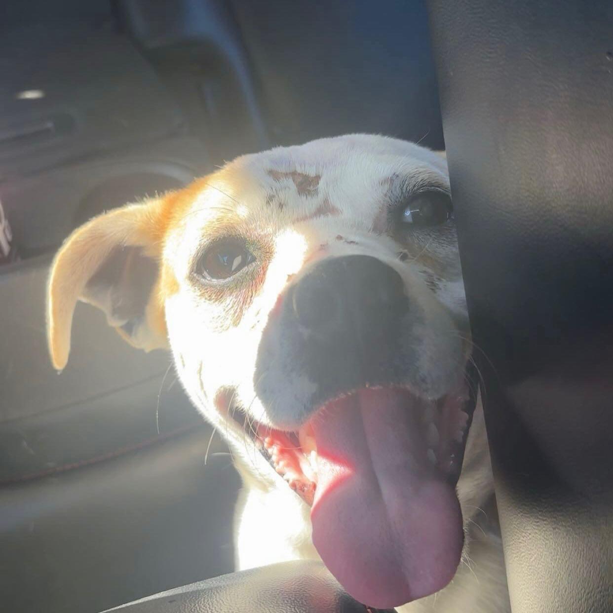 Enlarge Beacon , an adopted mixed breed in St Marys, OH image 1/5