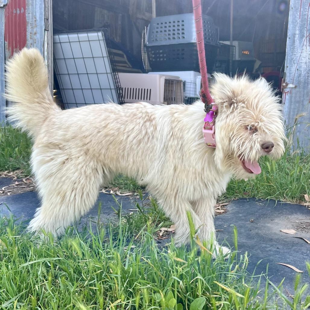 Swiftie, Adoptable, Young Female Chow Chow & Terrier.