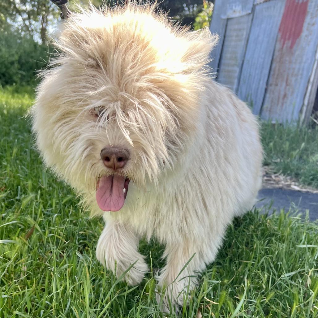 Swiftie, Adoptable, Young Female Chow Chow & Terrier.