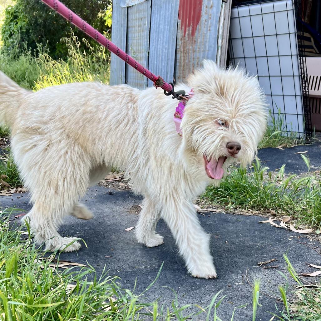 Swiftie, a Adoptable mixed breed in Sonoma, CA image 3/3