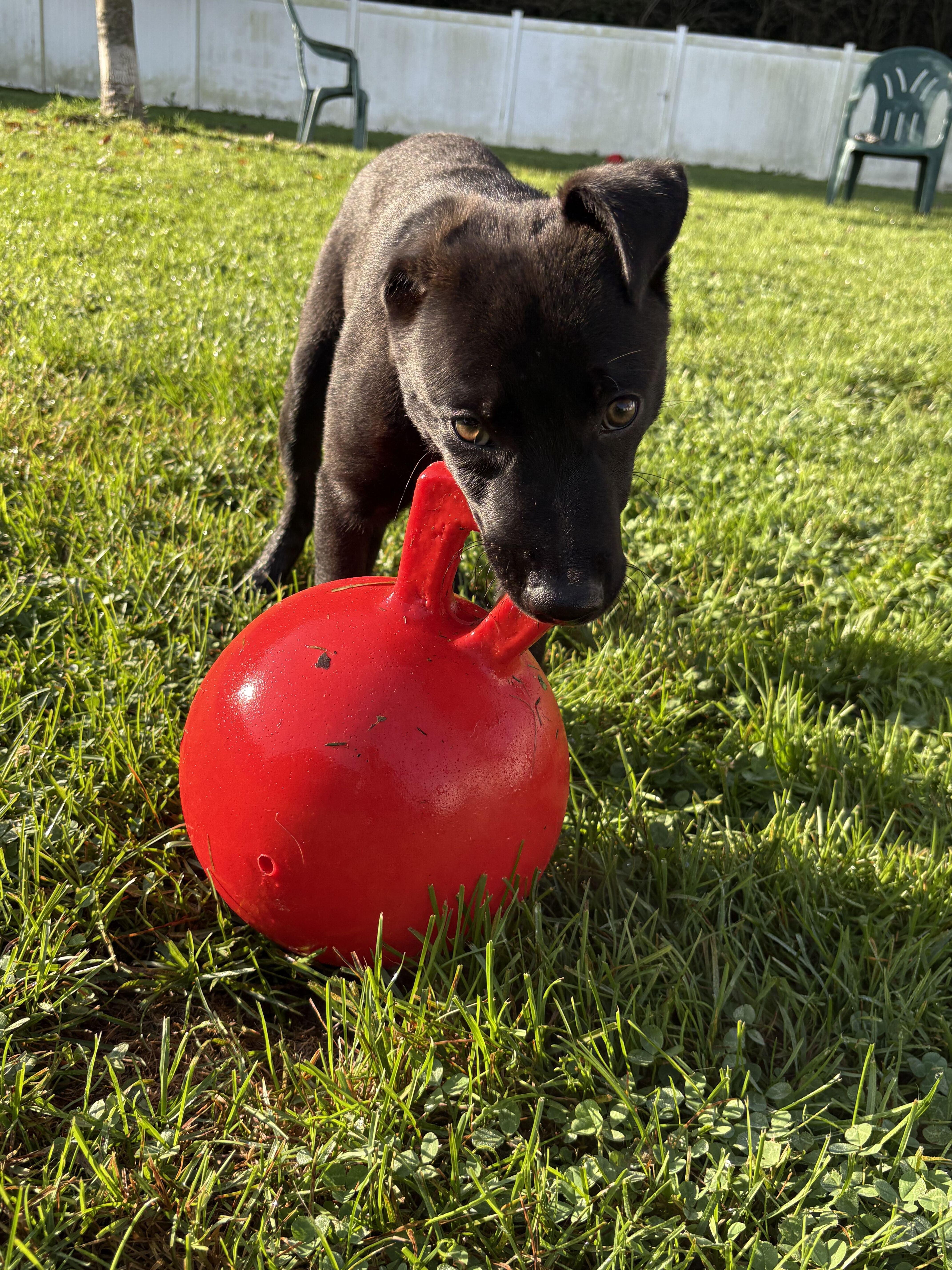 Enlarge Luca, a Adopted mixed breed in Belleville, MI image 4/5