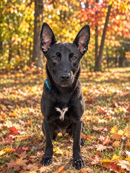 Enlarge Luca, a Adopted mixed breed in Belleville, MI image 1/5