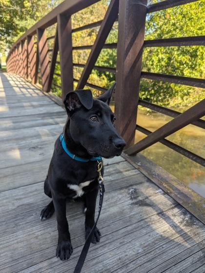 Enlarge Luca, a Adopted mixed breed in Belleville, MI image 2/5