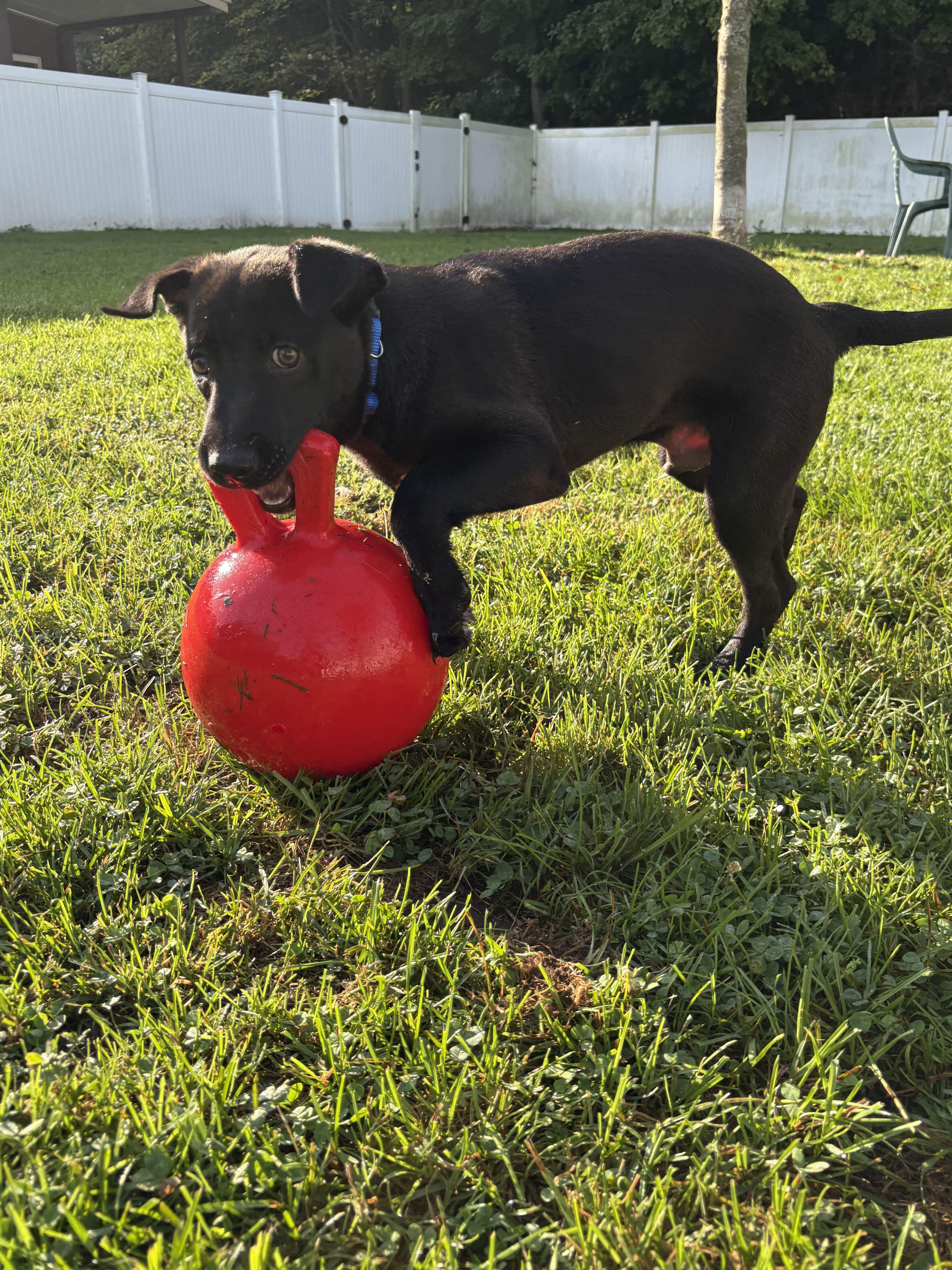 Enlarge Luca, a Adopted mixed breed in Belleville, MI image 3/5