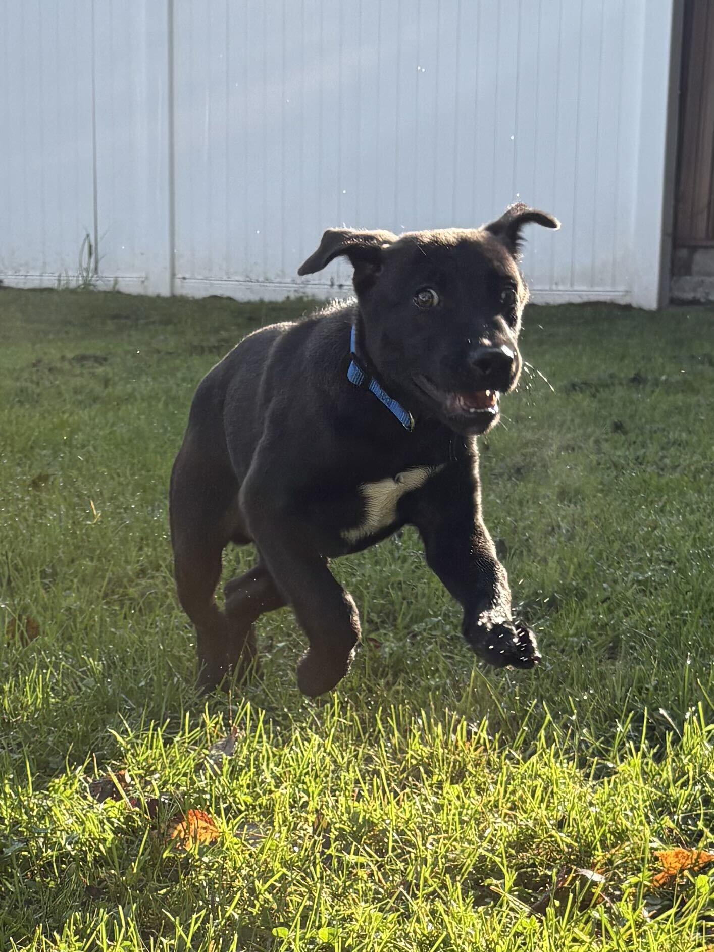 Enlarge Luca, a Adopted mixed breed in Belleville, MI image 5/5